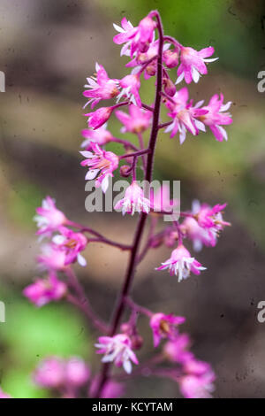 Heucherella Tapisserie, rosa Blume Stockfoto