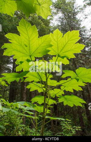 Devil's Club oder Devil's walking stick, Oplopanax horridus, Haida Gwaii, der früher als Queen Charlotte Islands, British Columbia, Kanada bekannt Stockfoto