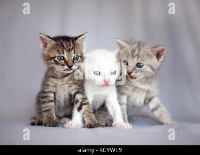 Gruppe von kleinen 3 Wochen alten Kätzchen Stockfoto