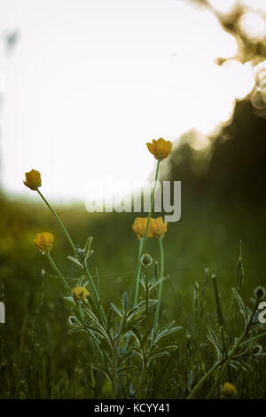 Ranunculus bulbosus, allgemein bekannt als St. Anthonys Rübe[1] oder bulbous Buttercup ist ein langjähriges Mitglied der Buttercup-Familie. Stockfoto