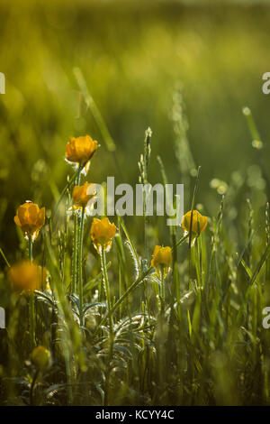 Ranunculus bulbosus, allgemein bekannt als St. Anthonys Rübe[1] oder bulbous Buttercup ist ein langjähriges Mitglied der Buttercup-Familie. Stockfoto