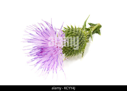 Mariendistel Blume auf weißem Hintergrund Stockfoto