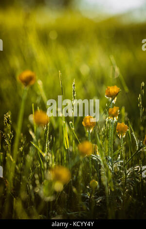 Ranunculus bulbosus, allgemein bekannt als St. Anthonys Rübe[1] oder bulbous Buttercup ist ein langjähriges Mitglied der Buttercup-Familie. Stockfoto