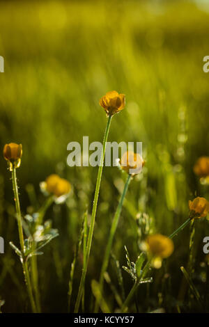 Ranunculus bulbosus, allgemein bekannt als St. Anthonys Rübe[1] oder bulbous Buttercup ist ein langjähriges Mitglied der Buttercup-Familie. Stockfoto