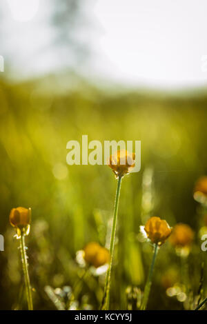 Ranunculus bulbosus, allgemein bekannt als St. Anthonys Rübe[1] oder bulbous Buttercup ist ein langjähriges Mitglied der Buttercup-Familie. Stockfoto