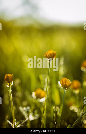 Ranunculus bulbosus, allgemein bekannt als St. Anthonys Rübe[1] oder bulbous Buttercup ist ein langjähriges Mitglied der Buttercup-Familie. Stockfoto