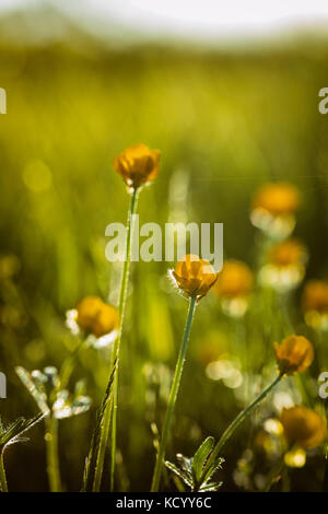 Ranunculus bulbosus, allgemein bekannt als St. Anthonys Rübe[1] oder bulbous Buttercup ist ein langjähriges Mitglied der Buttercup-Familie. Stockfoto