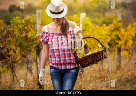 Frau zu Fuß durch einen Weinberg mit Trauben Warenkorb Stockfoto