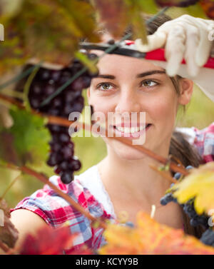 Trauben im Weinberg, der Ernte durch eine weibliche Winzer Stockfoto