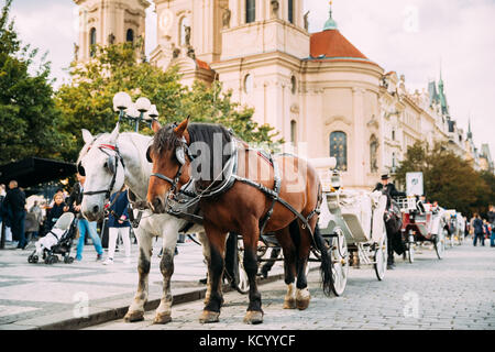 Prag, Tschechische Republik. Kutsche mit zwei Pferden auf Hintergrund Kirche von St. Nikolaus in der Altstadt von Prag. Stockfoto