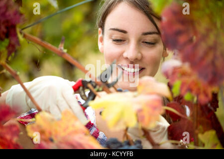 Lächelnd Winzer mit der Ernte der Trauben im Weinberg Stockfoto