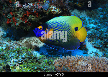 Blueface angelfish (pomacanthus xanthometopon) Unterwasser im Indischen Ozean Stockfoto