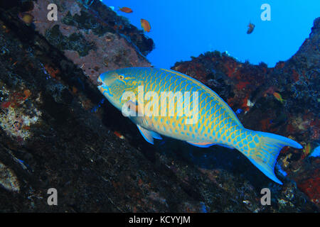 Blau verjähren Papageienfisch (scarus ghobban) unter Wasser in das tropische Korallenriff Stockfoto