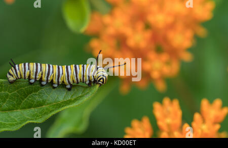 Caterpillar, danaus plexippus Monarch auf Butterfly weed norh Bay Region North Eastern Ontario Stockfoto