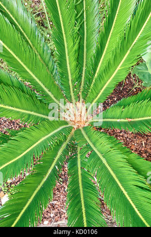 Zarte Blätter der Japanischen sago Palm, Cycas revoluta, in einem Garten wachsen. Stockfoto