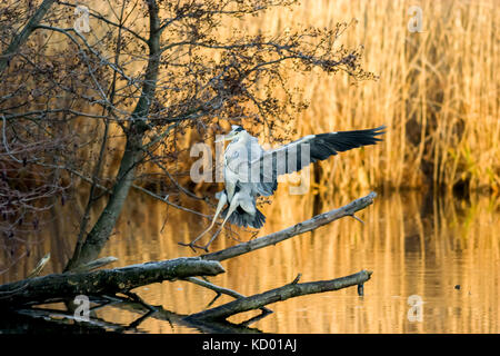 Graureiher (Ardea cinerea) Landung. Schweden. Stockfoto