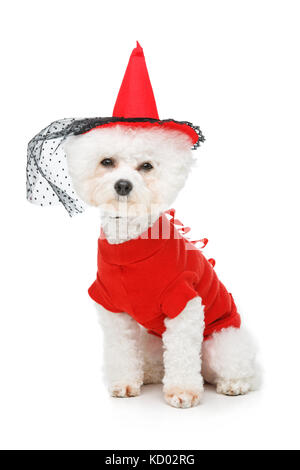 Wunderschöne bichon frisee Hund Stockfoto