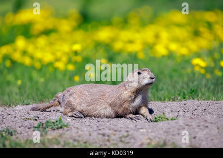 Schwarz-tailed Prairie Dog auf dem Graben, Manitoba, Kanada Stockfoto