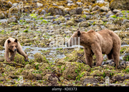 Grizzly Mama mit einem über 4 Monate alten cub Nahrungssuche entlang der tideline bei Ebbe im Knight Inlet, British Columbia, Kanada. Stockfoto