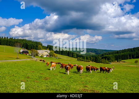 Eine Herde Kühe weidet auf einer grünen Alm im Schwarzwald, einem traditionellen Bauernhaus in der Ferne Stockfoto