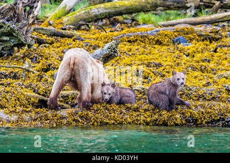 Grizzly Bär Mutter mit zwei Jungen Nahrungssuche entlang der Ebbe im Knight Inlet, British Columbia, Kanada Stockfoto