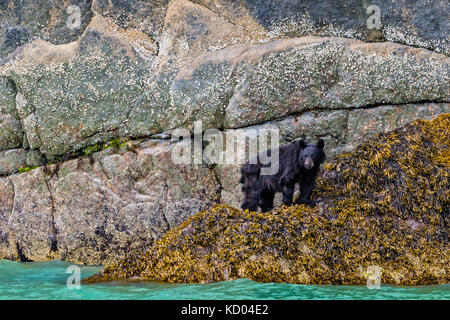 Black Bear stehend in Algen in der Nähe der Wasserlinie bei Ebbe entlang den steilen Klippen im Knight Inlet, British Columbia, Kanada Stockfoto