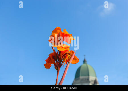 Saint Joseph's Oratory, Mount Royal in Montreal ist Kanadas größte Kirche hinter dem blühenden orange Canna (canna Lilie). Stockfoto