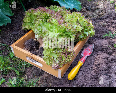 Lollo Rosso coral Salat Salat Köpfe in der Holzbox. grünes Gemüse ernten in den organischen Garten. Stockfoto