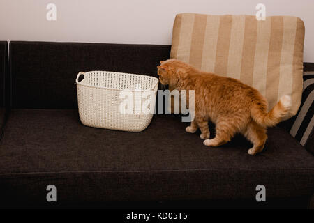 Neugierig rote Katze Stockfoto
