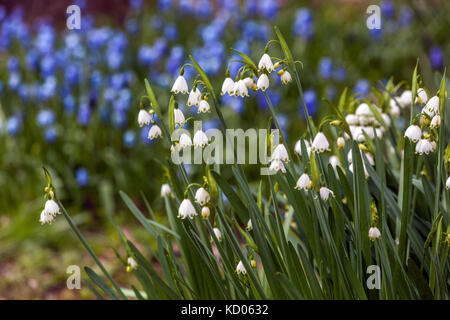 Leucojum aestivum Snowflake oder Loddon Lily, blüht in einem Garten Rasen blüht Muscari Stockfoto