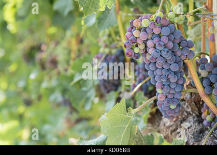 Cluster von lila Trauben am Rebstock im Weinberg Stockfoto