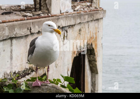 Horizontale geschossen von einer Möwe auf der Schiene auf Alcatraz Island mit der sozialen Halle (offier Club) im Hintergrund Stockfoto