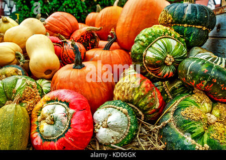 Schönen Herbst Anzeige - frisch bunte Kürbisse geerntet Stockfoto