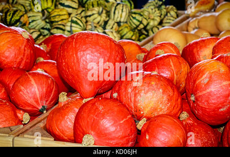 Herbst Display - hokkaido Kürbisse auch namens Red Kuri (Cucurbita maxima) Stockfoto