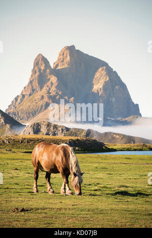 Pferde in Anayet See und Blick auf Midi d'Ossau Stockfoto