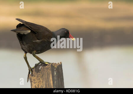 In der Nähe einer gemeinsamen Sumpfhuhn, Gallinula chloropus, Klettern eine hölzerne Stange auf der Suche nach Insekten. Stockfoto