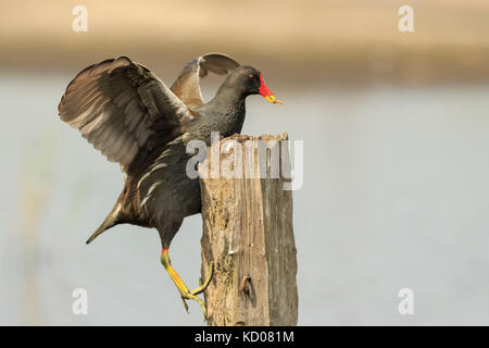 In der Nähe einer gemeinsamen Sumpfhuhn, Gallinula chloropus, Klettern eine hölzerne Stange auf der Suche nach Insekten. Stockfoto