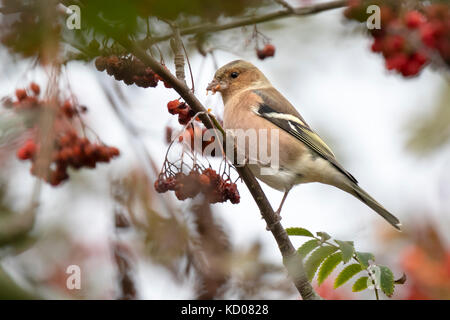 Gemeinsame Buchfink (Fringilla coelebs) essen Beeren in einem weißdornbusch auf eine körnige Tag im Herbst Saison Stockfoto