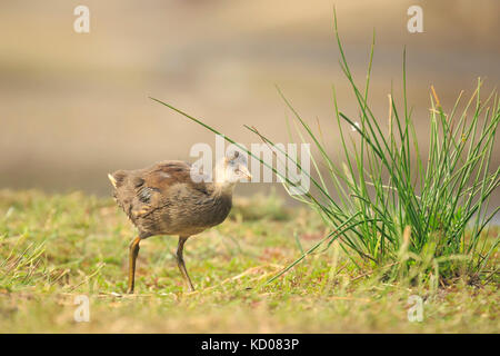 Nahaufnahme einer Jungen gemeinsamen Sumpfhuhn, Gallinula chloropus, Nahrungssuche auf eine Bank neben einem Teich. Wasser auf dem Hintergrund, selektiven Fokus verwendet. Stockfoto