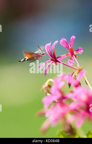 Seitenansicht eines Kolibri Hawk-moth (macroglossum stellatarum) Fütterung auf eine rosa Blume in einer lebendigen Wiese Stockfoto