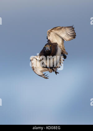 Komische Vorderansicht Nahaufnahme der männlichen UK tufted Ente (Aythya fuligula) isoliert in der Luft Flug, entgegenkommend in Richtung Kamera. Lustige fliegende Ente. Stockfoto