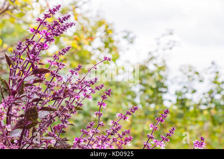 Lila basilic im Garten Stockfoto