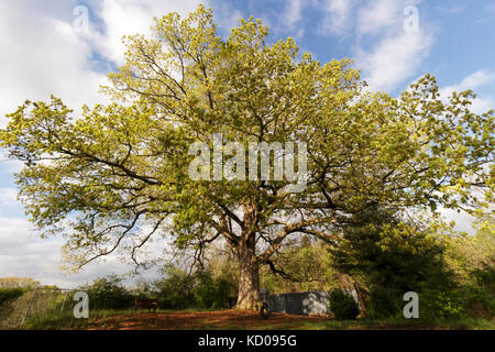 Eine 300 Jahre alte Eiche (Quercus alba) steht vor einem Blauen, coudy Himmel, mit einem reifen Schwingen hängen von seinem Ast Stockfoto
