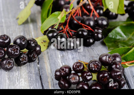 Aronia auf einer hölzernen Hintergrund im Herbst noch Leben Stockfoto