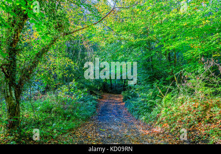 Waldweg im Herbst Stockfoto