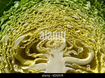 Halbiert Wirsing (Brassica oleracea), Nahaufnahme, Bayern, Deutschland Stockfoto