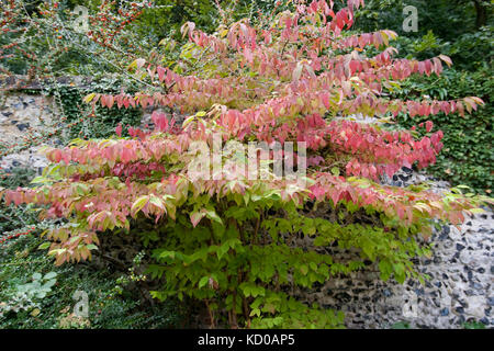 Viburnum plicatum mariesii im Herbst Stockfoto