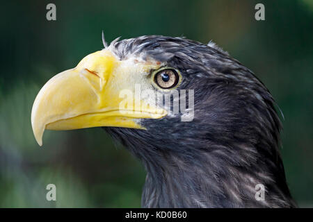 Seeadler (Haliaeetus pelagicus der Steller) Porträt, Captive Stockfoto