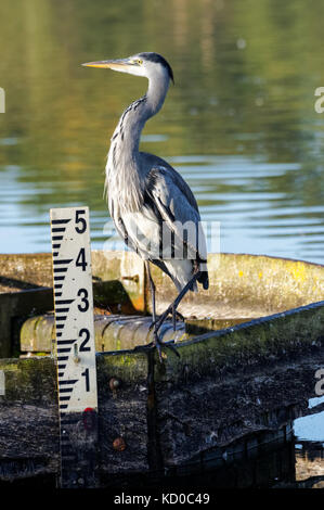 Graureiher (Ardea cinerea), Richmond Park, London, England Vereinigtes Königreich Großbritannien Stockfoto