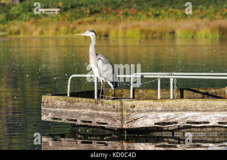 Graureiher (Ardea cinerea), Richmond Park, London, England Vereinigtes Königreich Großbritannien Stockfoto